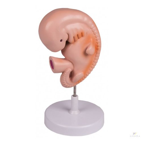 4 hetes embrió modell 