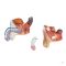 Male reproductive organ model, 4 parts