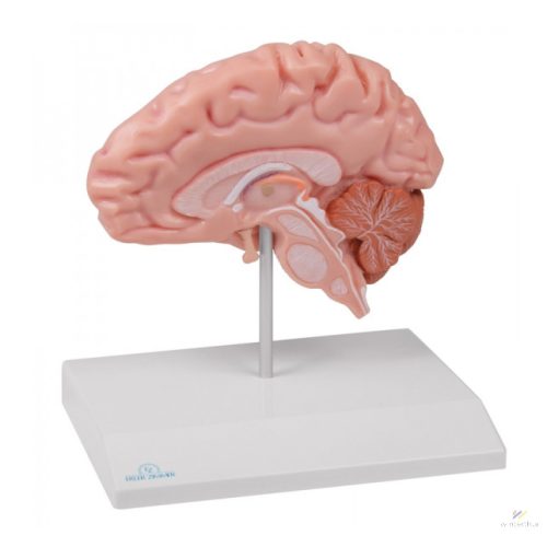 Anatómiai agy fele, életnagyságú modell