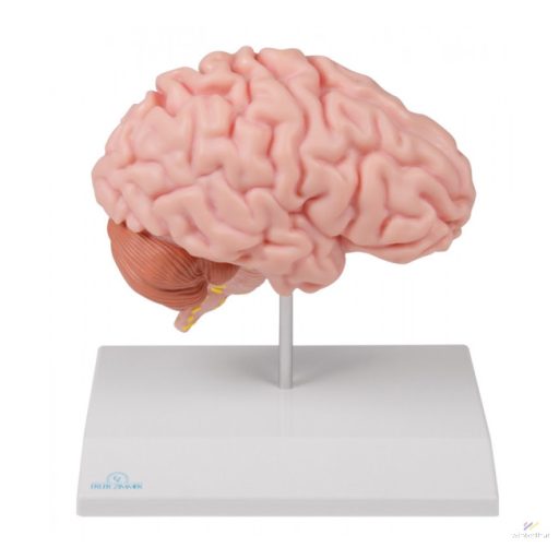 Anatomical brain half, life-size model