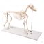 Life-size dog skeleton