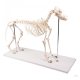 Life-size dog skeleton