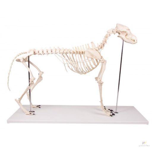 Life-size dog skeleton