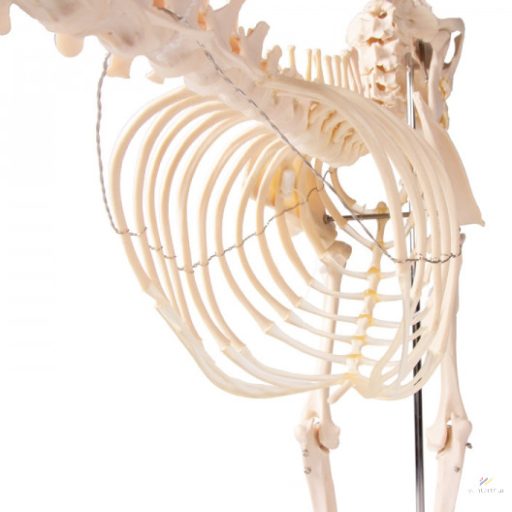 Life-size dog skeleton