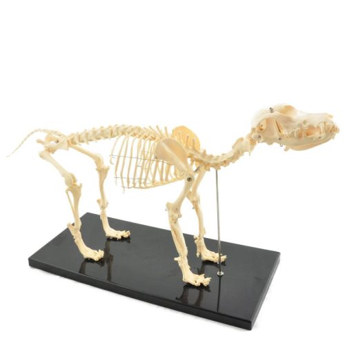 Demontowalny szkielet psa, średni