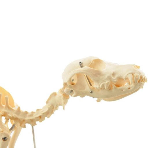 Zerlegbares Hundeskelett, mittel