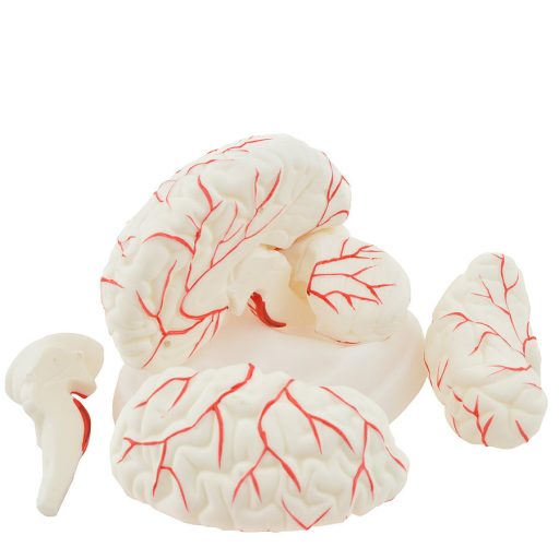 Human brain model