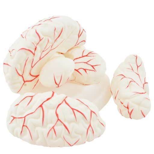 Human brain model