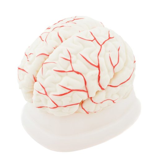 Human brain model