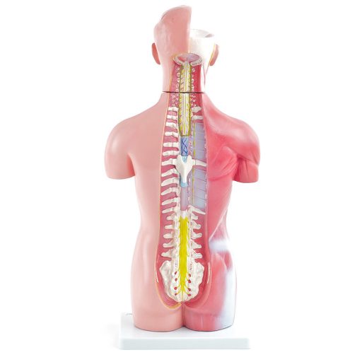 Genderless torso model