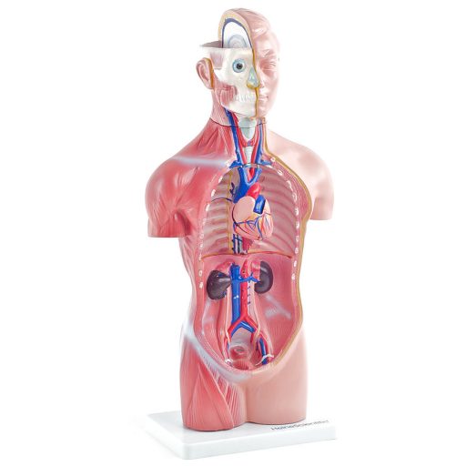 Genderless torso model