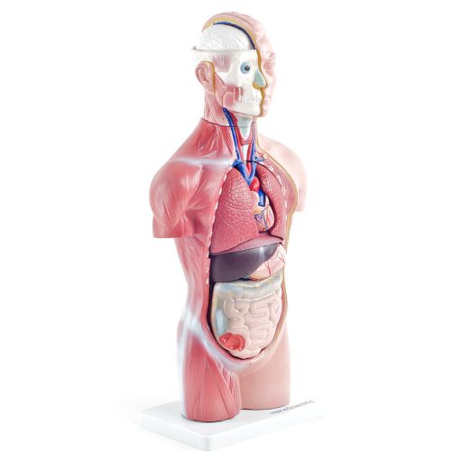 Genderless torso model