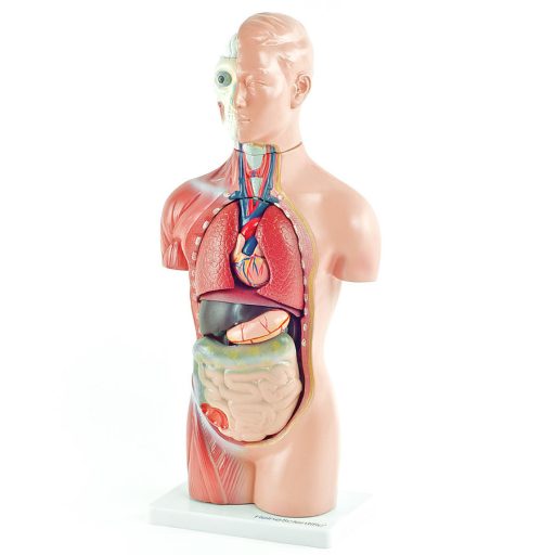 Genderless torso model