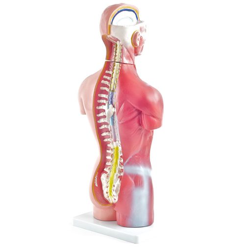 Genderless torso model