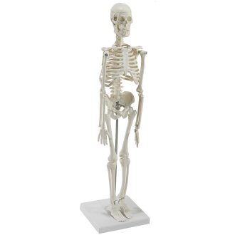 Miniature skeleton for your desk
