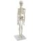 Miniature skeleton for your desk