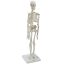 Miniature skeleton for your desk