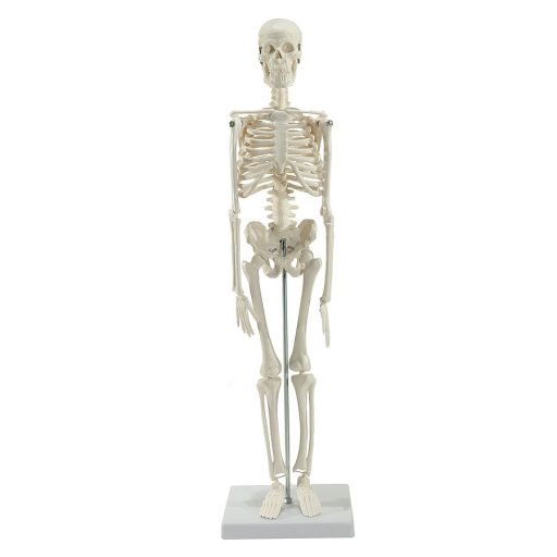 Miniature skeleton for your desk