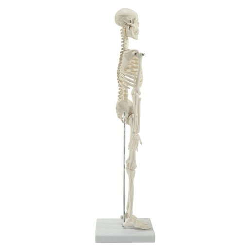 Miniature skeleton for your desk