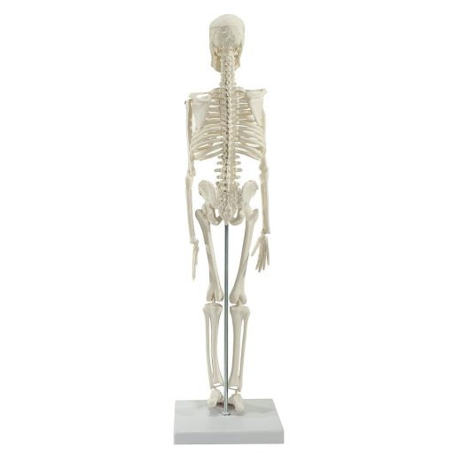 Miniature skeleton for your desk