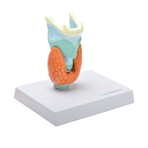 Anatomiczny model chorób tarczycy