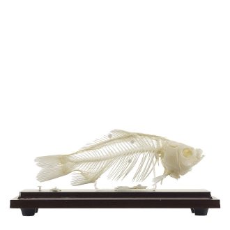 Fish Skeleton
