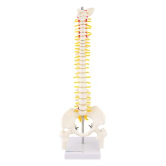 Vertebrae model