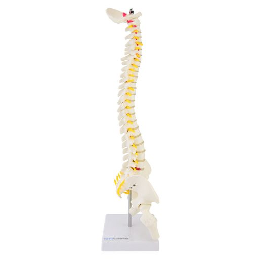 Vertebrae model