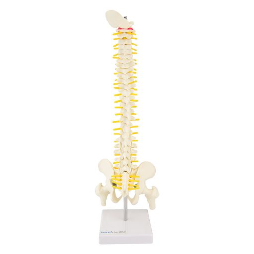 Vertebrae model