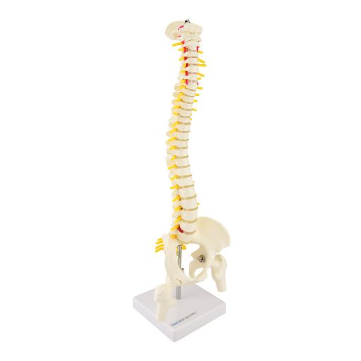 Vertebrae model
