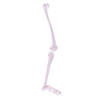 Skeleton leg model