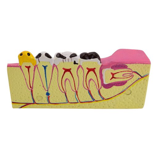 Partial model of the lower jaw