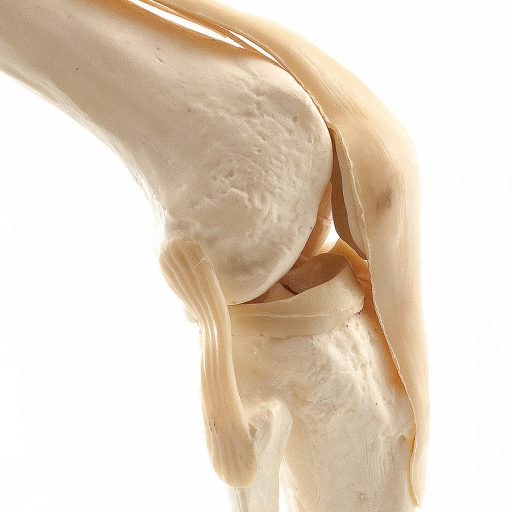 Human knee model with ligaments
