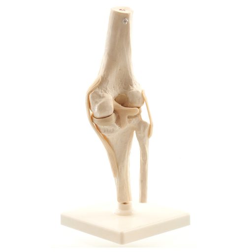 Human knee model with ligaments