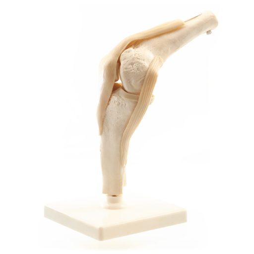 Human knee model with ligaments