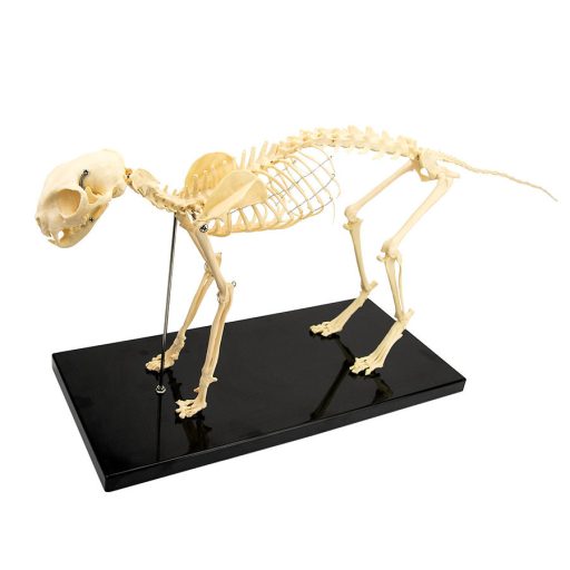 Skeletal cat model