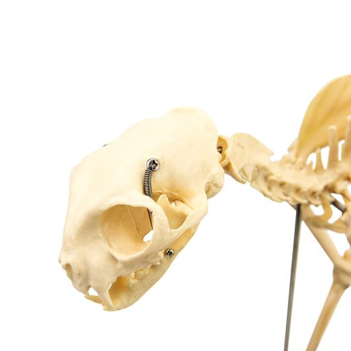 Skeletal cat model