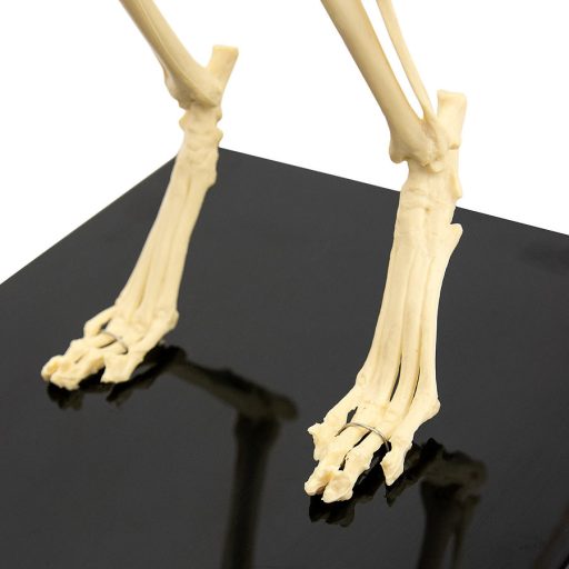 Skeletal cat model