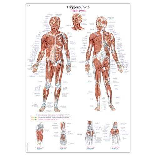 Triggerpoints Wall Chart