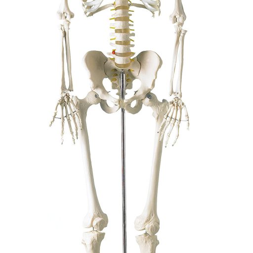 Life-size human skeleton model