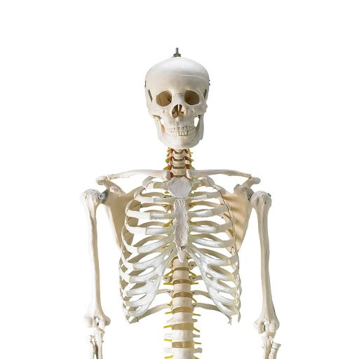 Life-size human skeleton model