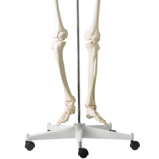 Life-size human skeleton model