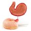 Canine stomach model