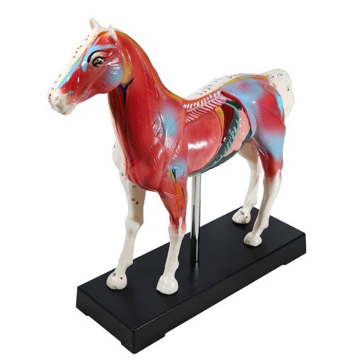 Das Akupunkturmodell "Pferd"