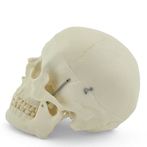 Human skull model