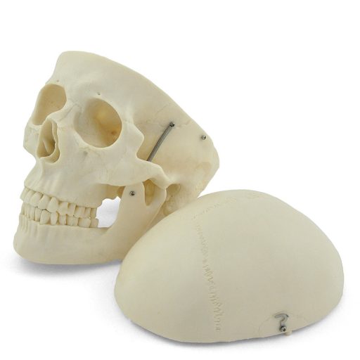 Human skull model