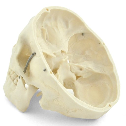 Human skull model