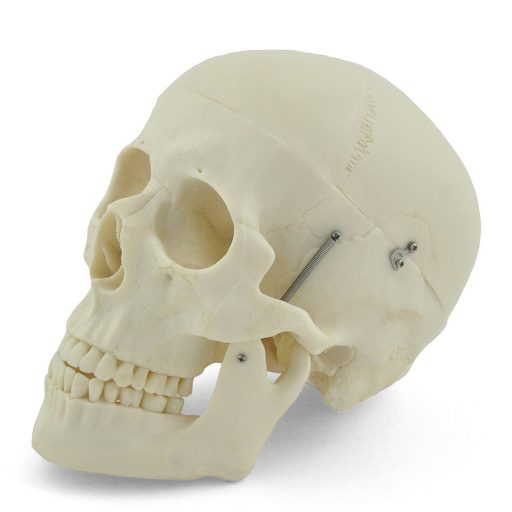 Human skull model
