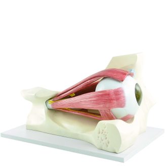 Eye model with muscles and nerves
