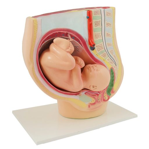 Anatomiczny model kobiety w ciąży w 40. tygodniu